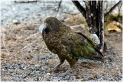 05 - Milford Sound (26) - Kea